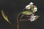 Spring draba